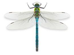 Dragonfly Pendant for Woman Israeli Meaningful Necklaces set with gemstones - Bluenoemi